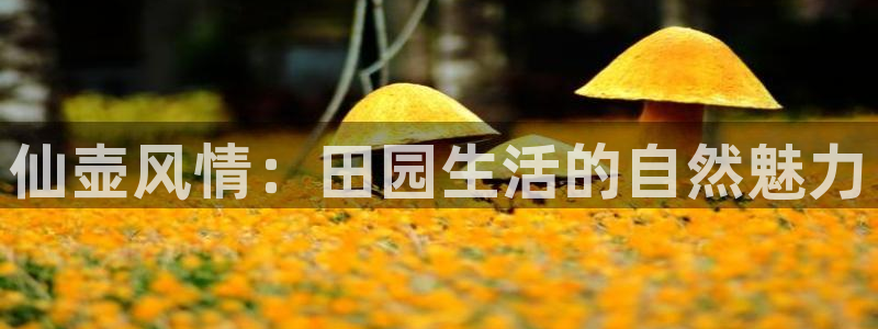 FH至尊娱乐平台