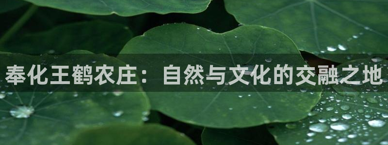 fh至尊黑不黑