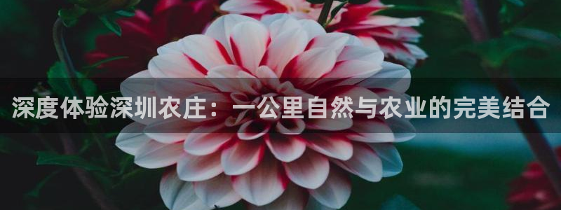 fh至尊平