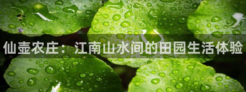 凤凰FH至尊