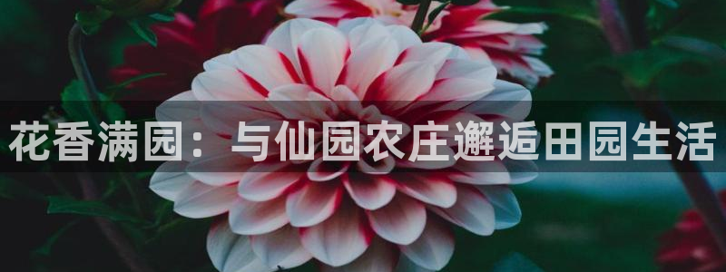 FH至尊联盟