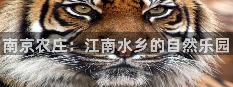 fh至尊多少年了