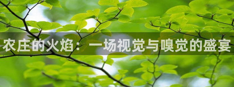 fh至尊平台多少年了