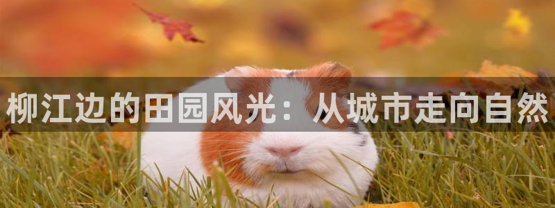 fh至尊是凤凰平台么