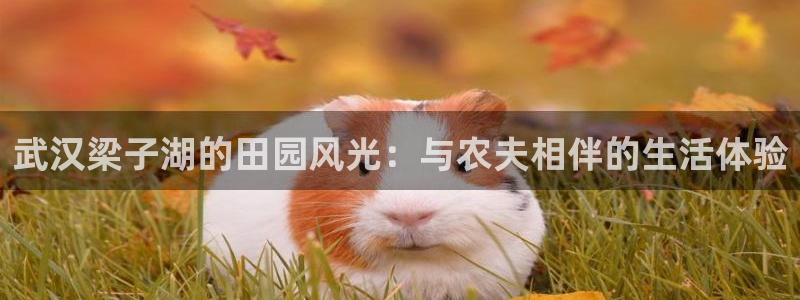 fh至尊多少年了