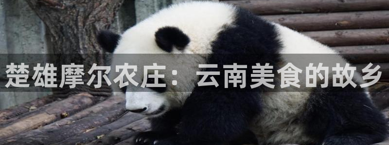 凤凰至尊FH正常登录