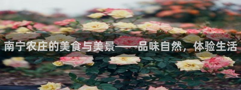 fh至尊凤凰消息的范本