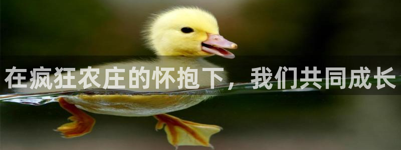 fh至尊平台怎么打不开了呢